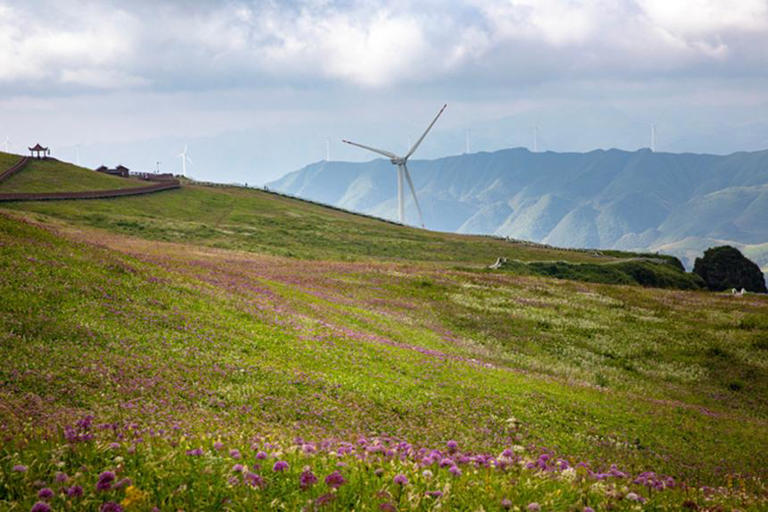 贵州赫章：韭菜花开引客来
