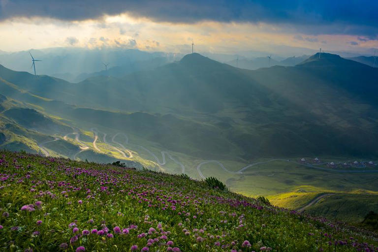 贵州赫章：韭菜花开引客来