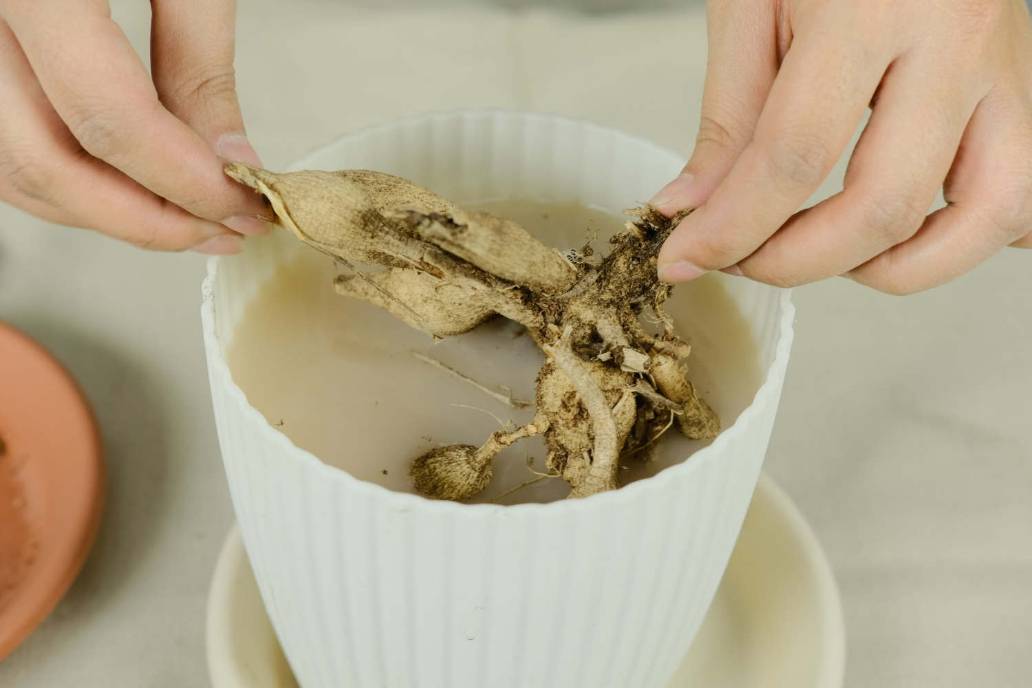 大丽花用种子好还是用种球好