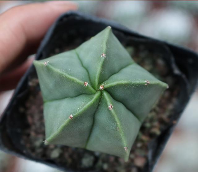 十种常见的无刺仙人球品种，不用怕有刺扎手或者破坏风水