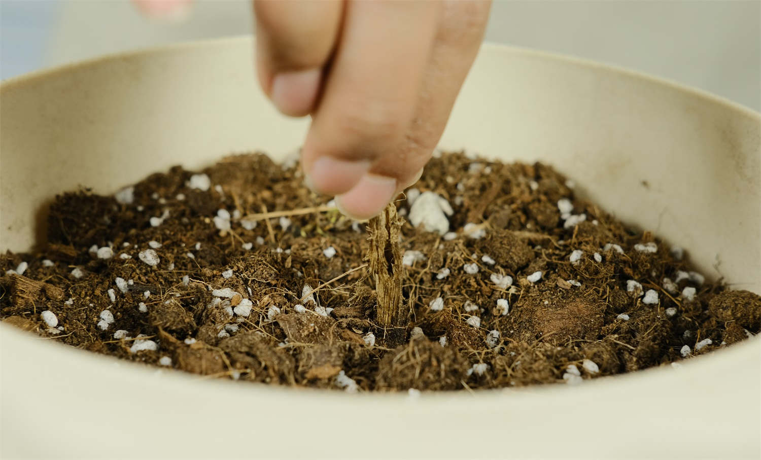 大丽花用种子好还是用种球好