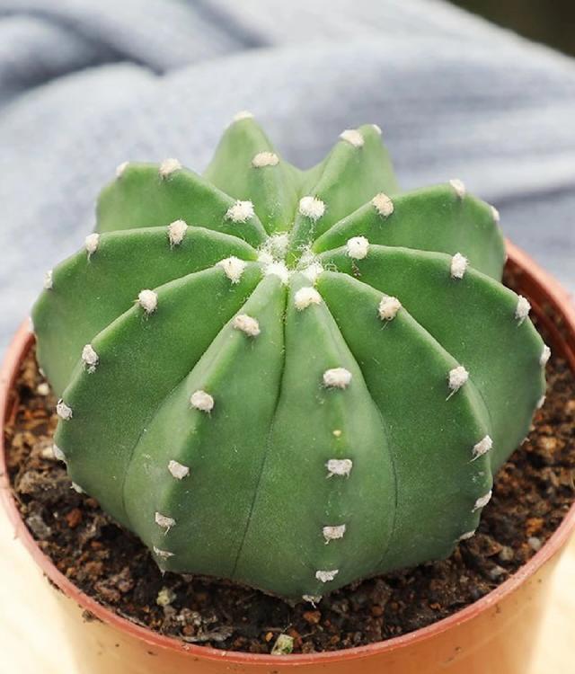 十种常见的无刺仙人球品种，不用怕有刺扎手或者破坏风水