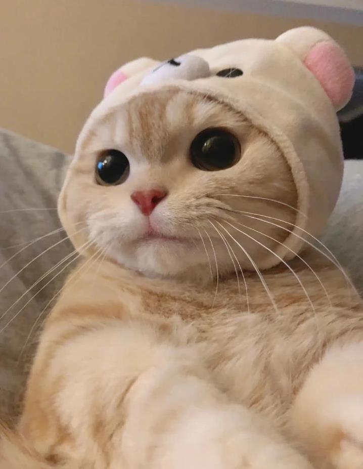 猫咪躲床底不吃饭？3招帮它减压，重拾幸福喵生