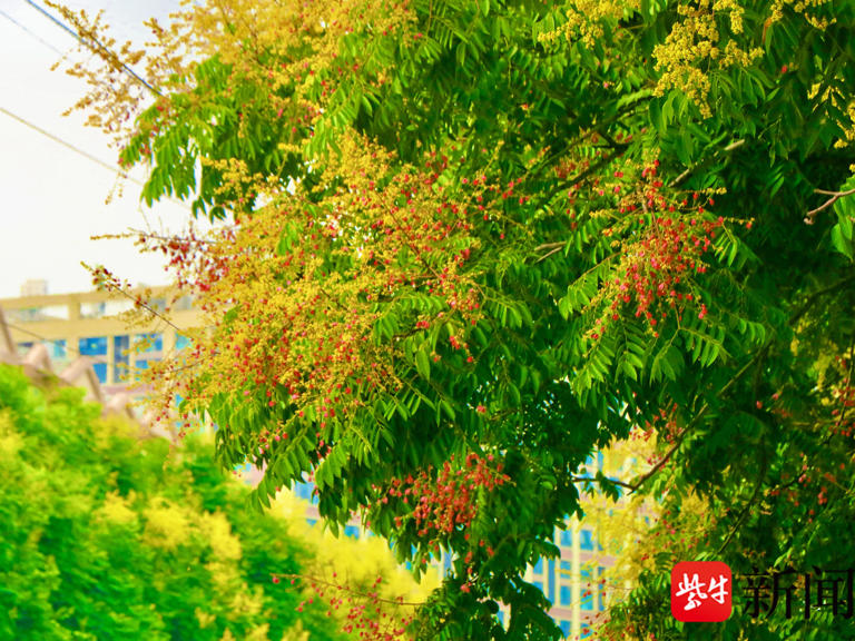 花容悦貌｜南京栾树花开，摇落“金雨”报秋来