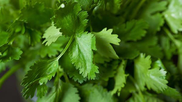 香菜立大功！医生发现：常吃香菜的人，用不了多久，或有这些变化