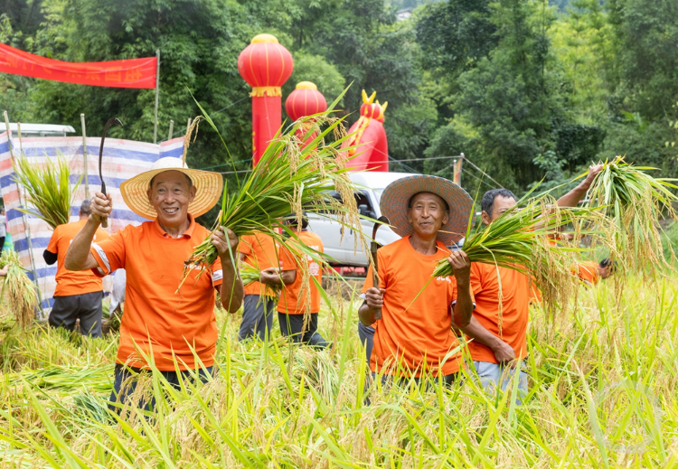 重庆南川：稻穗飘香庆丰年 黄阳村里话振兴