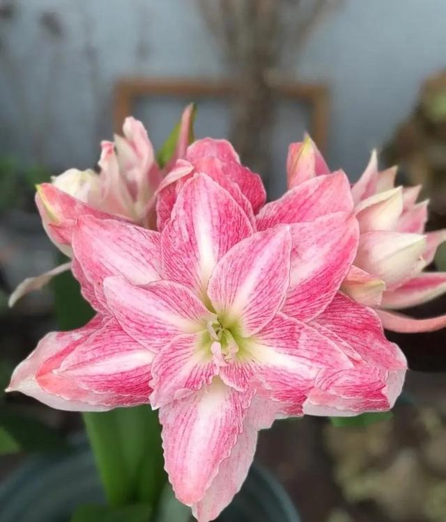 分享6种适合新手的漂亮花，好养好看抗病性强，总有一款适合你