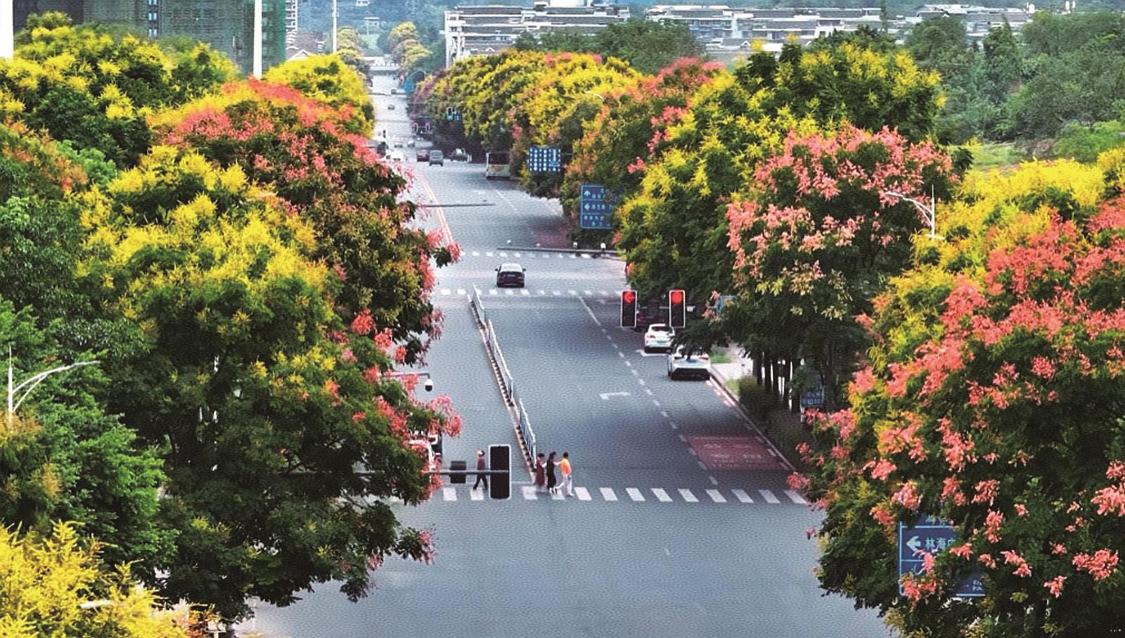 栾树花开 金粉缀城