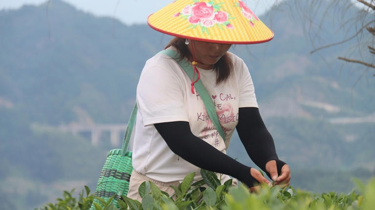 群众采茶忙 (2).JPG