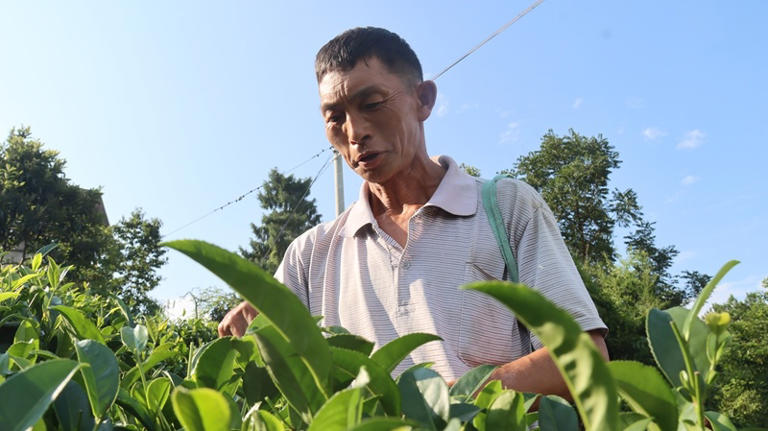 群众采茶忙.JPG