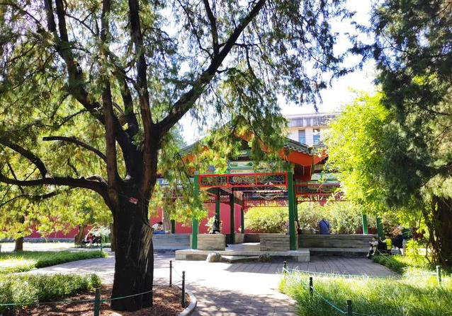 天安门旁古树千年不倒，藏600年祭坛秘密，你知道吗？