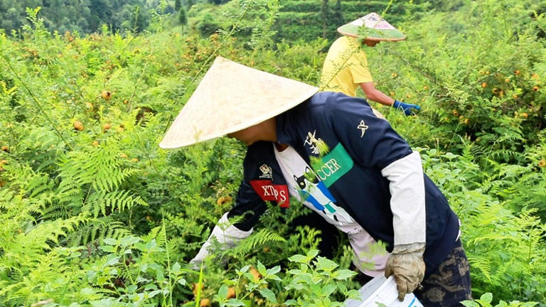 群众采摘刺梨果.jpg