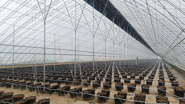 建设完工的蓝莓智慧产业园大棚。固阳县委宣传部供图
