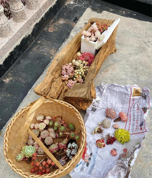 女子“把多肉种在树上”，引无数路人羡慕，网友：牛，我咋没想到