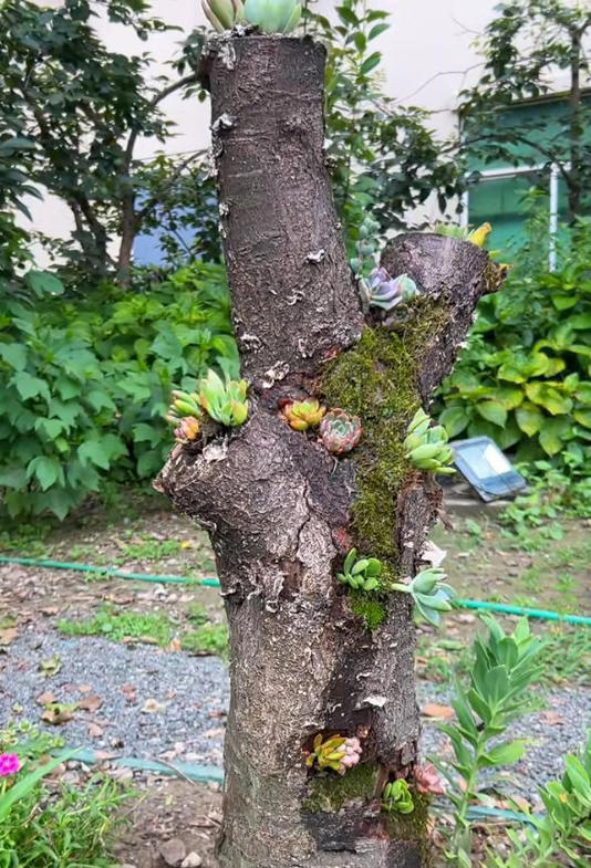 女子“把多肉种在树上”，引无数路人羡慕，网友：牛，我咋没想到