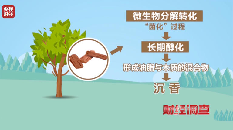 造假！曝光！知名沉香市场有商户挂羊头卖狗肉！