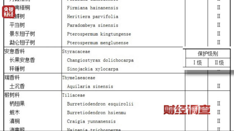 造假！曝光！知名沉香市场有商户挂羊头卖狗肉！
