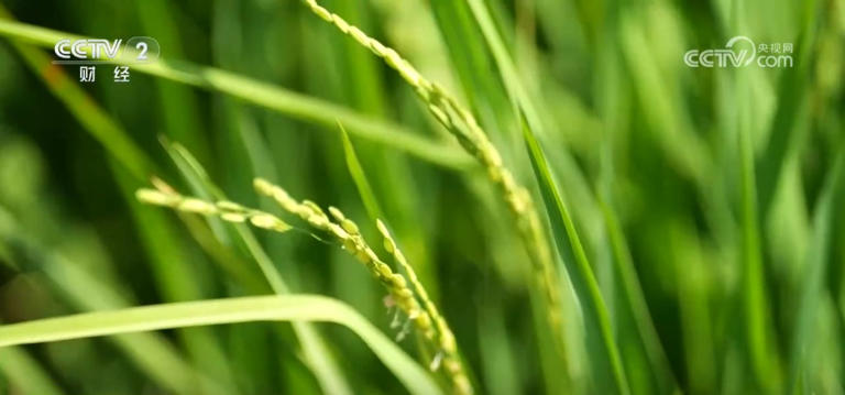 金秋时节“丰”光无限 多彩丰收画面拼就乡村振兴盛景图