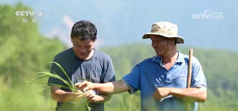 金秋时节“丰”光无限 多彩丰收画面拼就乡村振兴盛景图