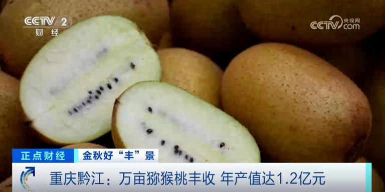 金秋时节“丰”光无限 多彩丰收画面拼就乡村振兴盛景图