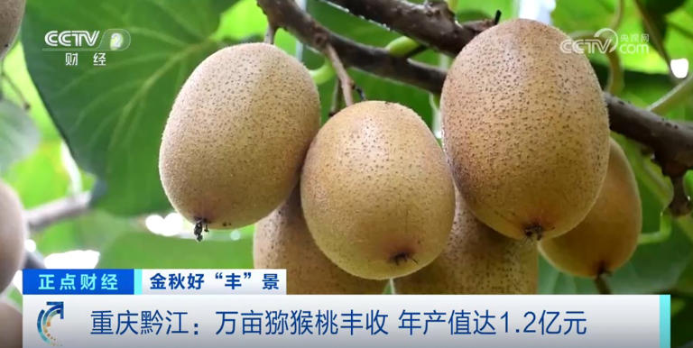 金秋时节“丰”光无限 多彩丰收画面拼就乡村振兴盛景图