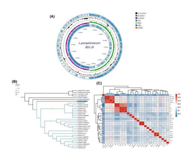 应酬黑科技来了！深圳造“解酒菌”登上国际期刊