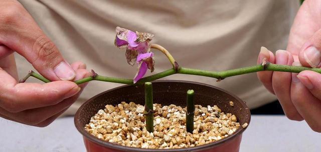 蝴蝶兰的花梗扦插繁殖方法