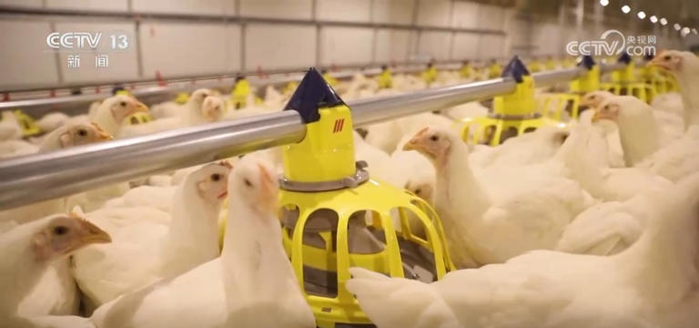 我国绿色农产品供给能力稳步增强 “绿色优质”成为普惠民生常态