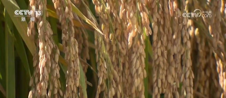 我国绿色农产品供给能力稳步增强 “绿色优质”成为普惠民生常态