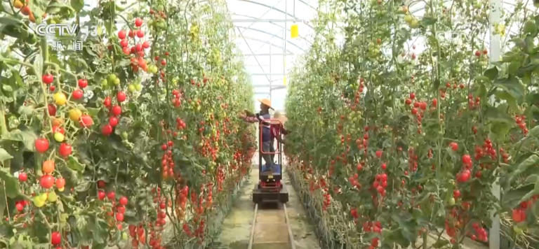 我国绿色农产品供给能力稳步增强 “绿色优质”成为普惠民生常态