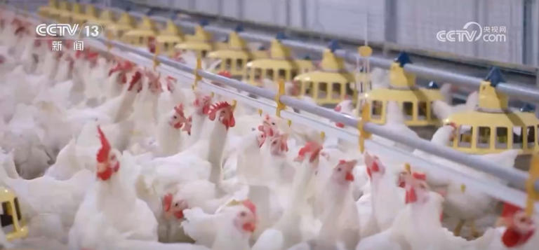 我国绿色农产品供给能力稳步增强 “绿色优质”成为普惠民生常态