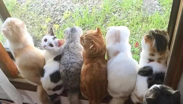 普通家猫一生中的6大遗憾，九成以上的宠物猫几乎都有