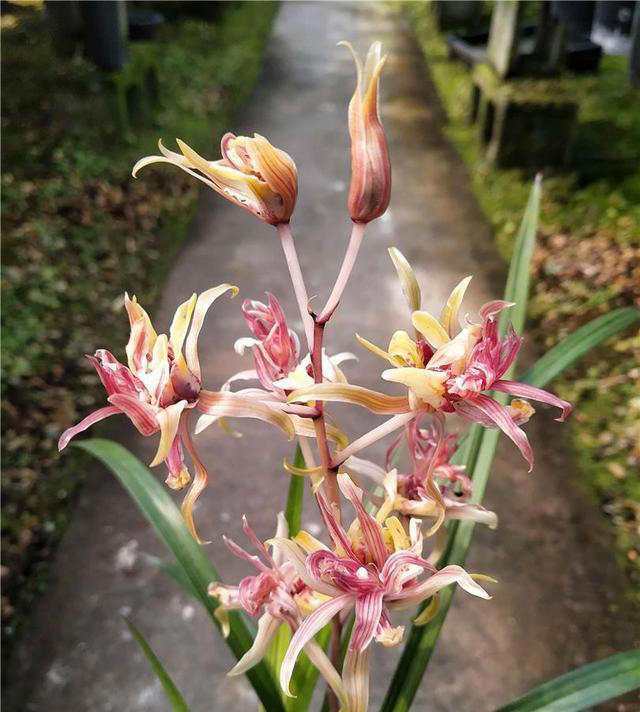 我国独有的“树形”兰花，确实不一般，多次获奖，花瓣多到数不清