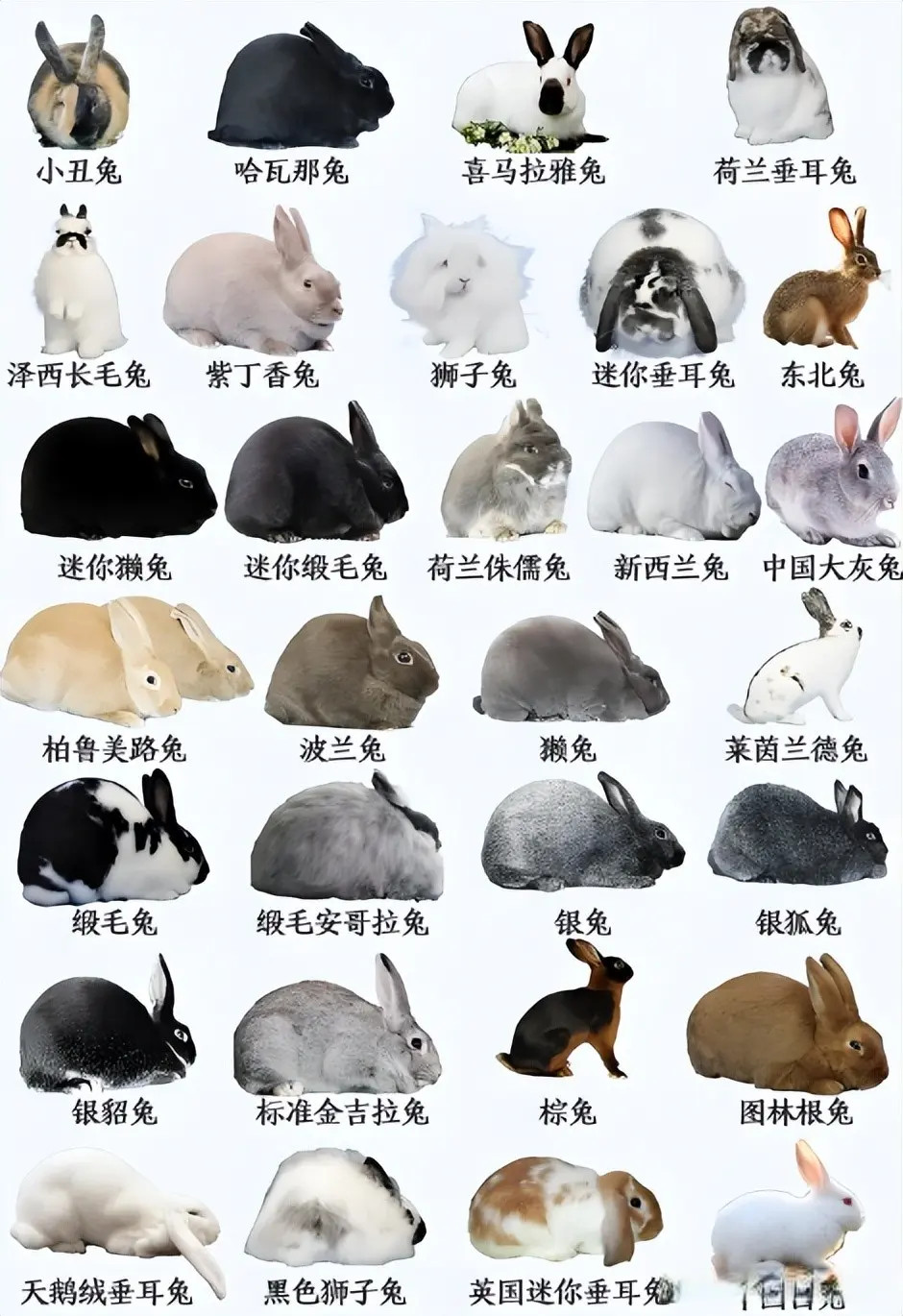 国内现有的十大名兔，你认识几种？