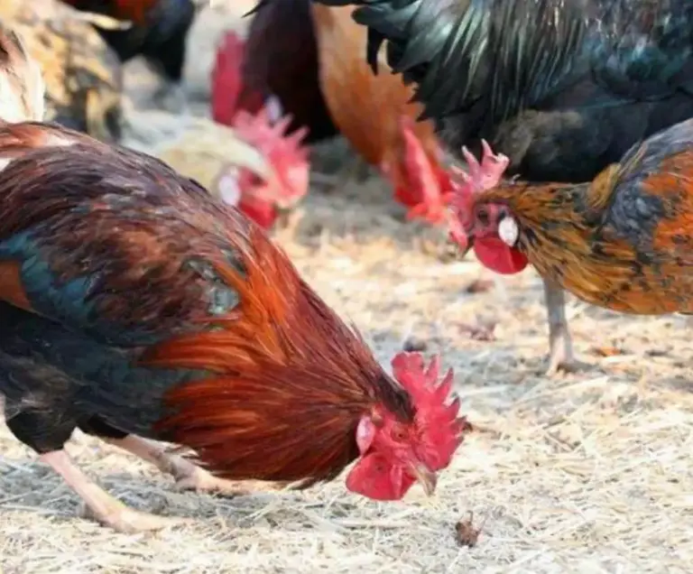 辞去公务员上山养蟑螂，10年养殖40亿只，李延荣如今收入百亿