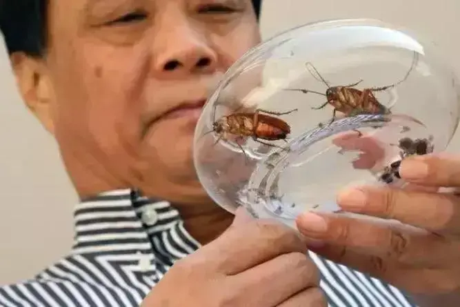 辞去公务员上山养蟑螂，10年养殖40亿只，李延荣如今收入百亿