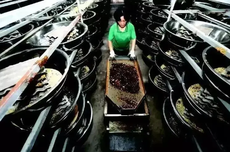 辞去公务员上山养蟑螂，10年养殖40亿只，李延荣如今收入百亿