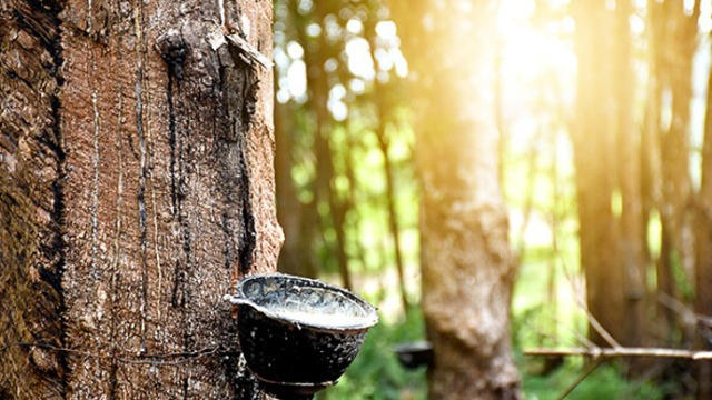 新湖期货连续九年在白沙县开展天然橡胶“保险+期货”项目 为乡村产业振兴注入金融活力