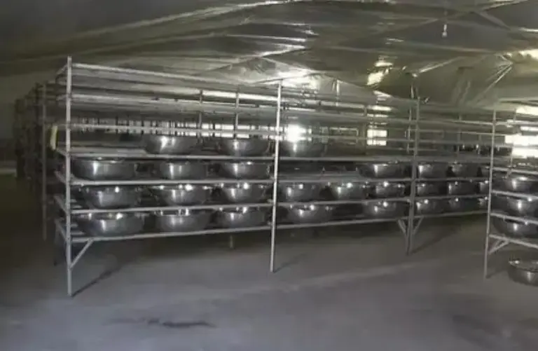 辞去公务员上山养蟑螂，10年养殖40亿只，李延荣如今收入百亿