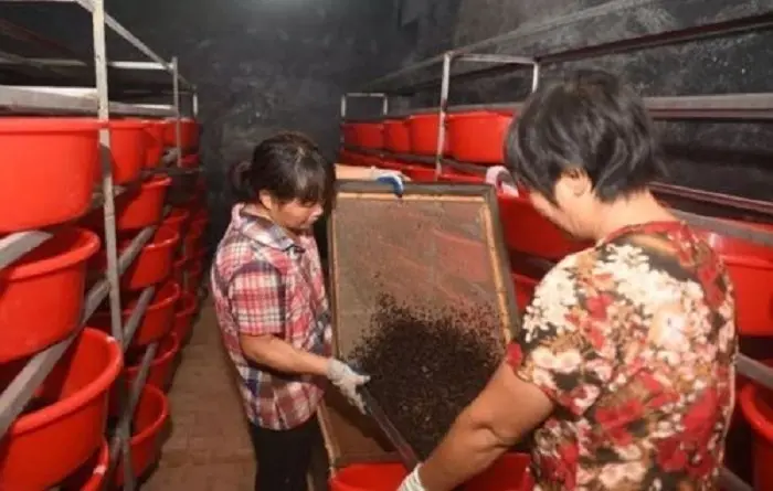 辞去公务员上山养蟑螂，10年养殖40亿只，李延荣如今收入百亿