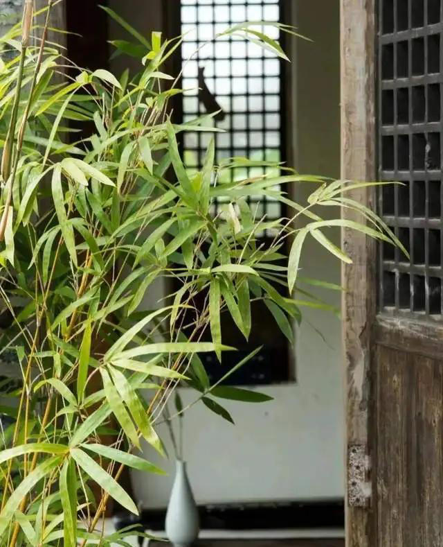 “门前不栽竹，屋后别种树”，老祖宗的话，学问真大，早看早知道 