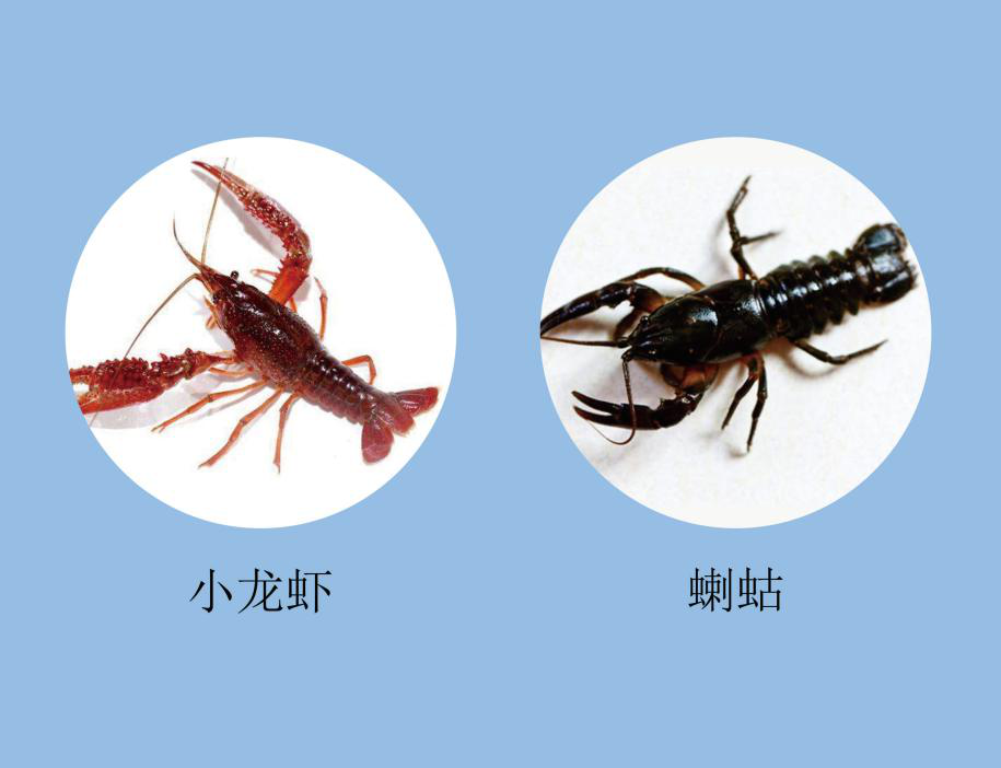 小龙虾、龙虾、蝲蛄到底啥关系？看完这些全明白了！