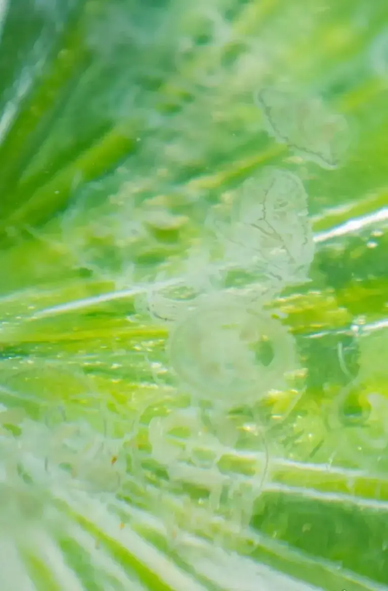 江北发现水中“活化石”！距今5.5亿年！