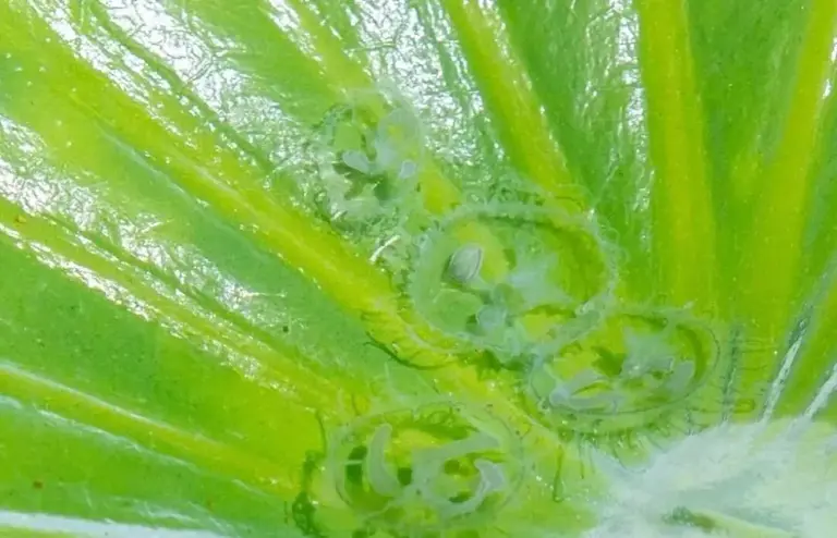 江北发现水中“活化石”！距今5.5亿年！