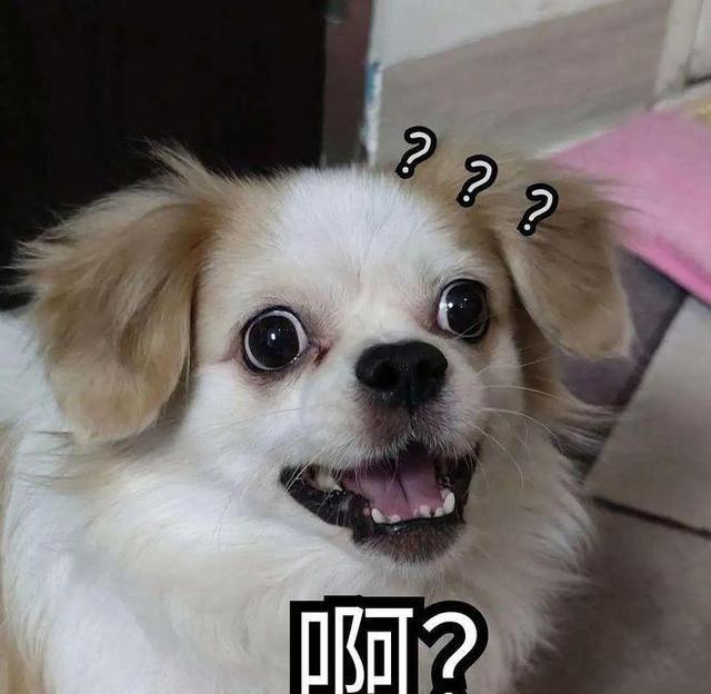 为什么狗听到“啧啧”声就会过来？