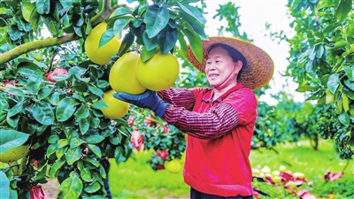 “柚”见丰收 “柚”惑十足
