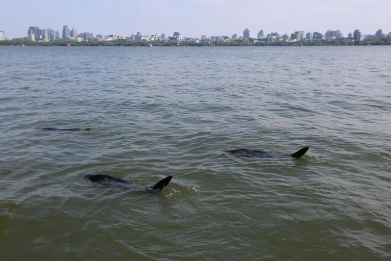 西湖发现“鲨鱼”？还不止一条！官方回应