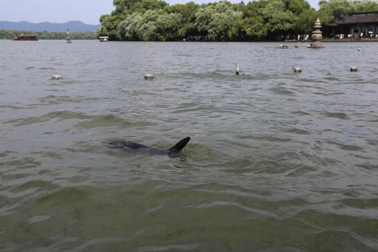 西湖发现“鲨鱼”？还不止一条！官方回应