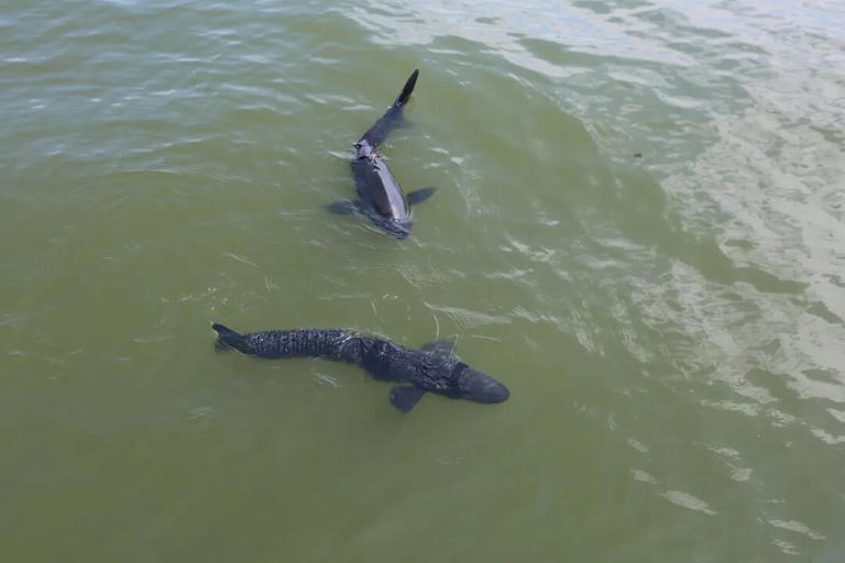 西湖发现“鲨鱼”？还不止一条！官方回应