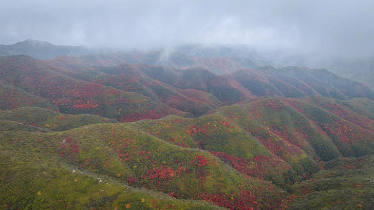 山西柳林：红叶漫山秋意浓